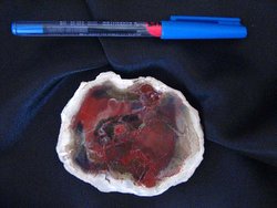 Petrified Wood Slices (3-5