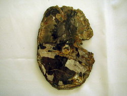 Petrified Wood Slices (5-7