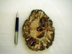 Petrified Wood Slices (5-7