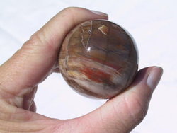 Petrified Wood Spheres 40 mm 5pc Lot