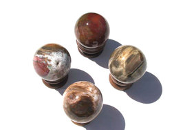 Petrified Wood Spheres 55 mm 5pc Lot