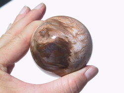 Petrified Wood Spheres 55 mm 5pc Lot