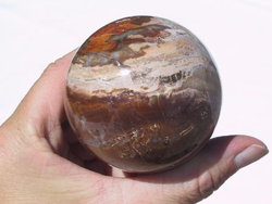 Petrified Wood Spheres 60 mm 2pc Lot