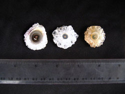 Quartz Stalactite Slice (1-3cm) - 8 Bags (200pcs)