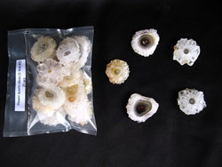 Quartz Stalactite Slice (1-3cm) - 8 Bags (200pcs)