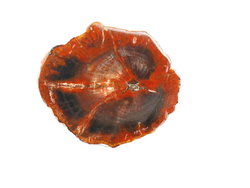 Red Petrified Wood Slice (1-3 inch) - 40 LB Lot