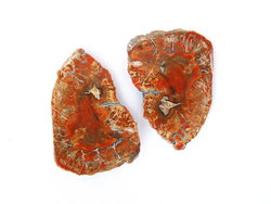 Red Petrified Wood Slice (1-3 inch) - 40 LB Lot