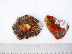 Red Petrified Wood Slice (1-3 inch) - 40 LB Lot