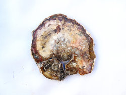 Petrified Wood Slices (3-5) AA Quality - 20pcs