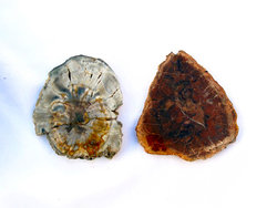 Petrified Wood Slices (3-5