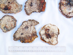 Petrified Wood Slices (3-5