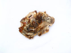 Petrified Wood Slices (5-7