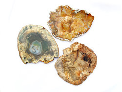 Petrified Wood Slices (5-7