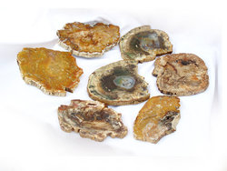 Petrified Wood Slices (5-7