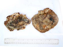 Petrified Wood Slices (5-7