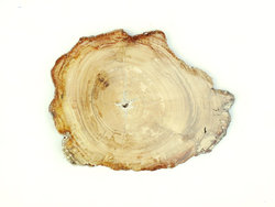 Petrified Wood Slices (6-7) AA 20pcs