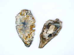 Petrified Wood Slices (6-7