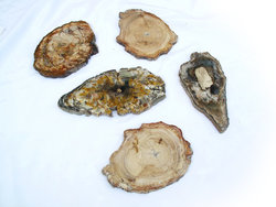Petrified Wood Slices (6-7