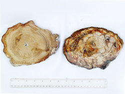 Petrified Wood Slices (6-7