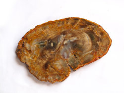 Petrified Wood Slices (8-9