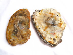 Petrified Wood Slices (8-9