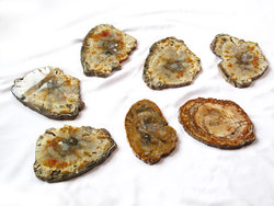 Petrified Wood Slices (8-9