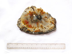 Petrified Wood Slices (8-9