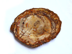 Petrified Wood Slices (9-10)AA 40LB