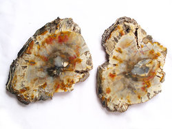 Petrified Wood Slices (9-10