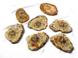 Petrified Wood Slices (9-10