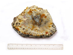 Petrified Wood Slices (7-10
