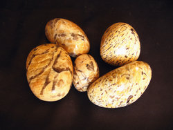 Zebradorite Gallet