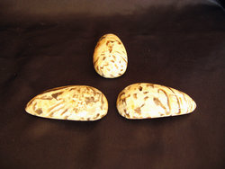 Zebradorite Massage Tool - Round Design - Multi-box (300pcs)