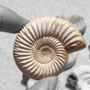 Whole White Ammonites, 3-5cm