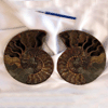 Ammonite Cut & Polished Pairs, 19-21cm - AAA Quality