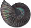 Whole Natural Ammonites with Irridescence, 9-11cm