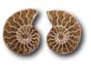 Ammonite Cut & Polished Jewellery Pairs, 5-7cm - AAA Quality - 500 Pairs
