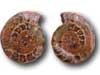 Ammonite Cut & Polished Jewellery Pairs, 5-7cm - AA Quality - 500 Pairs