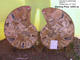 56cm Ammonite Pair