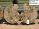 55cm Ammonite Pair