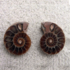 Ammonite Cut & Polished Jewellery Pairs, 1-3cm - AAA Quality 10 Pairs