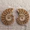 Ammonite Cut & Polished Jewellery Pairs, 1-3cm - AA Quality - 3 Pair