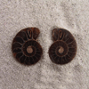 Ammonite Cut & Polished Jewellery Pairs, 3-5cm - AAA Quality 2 Pairs