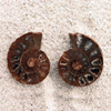 Ammonite Cut & Polished Jewellery Pairs, 3-5cm AA Quality 10 Pairs