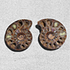 Ammonite Cut & Polished Pairs, 7-9cm - AAA Quality