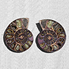 Ammonite Cut & Polished Pairs, 9-11cm-AAA Quality 9 Pairs
