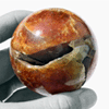 Ammonite Sphere (55mm)