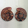 Ammonites 4-5inch AA Quality
