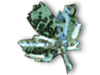 Crocodile Jasper Leaves Large