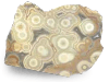 Orbicular Jasper Polished One Face 5lb